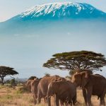 curiosidades de Kenia, Parque Nacional Amboseli