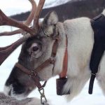 50 Curiosidades de Noruega, el sorprendente país vikingo | Con imágenes