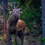 25 Curiosidades de Noruega. Un sorprendente país vikingo