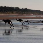 curiosidades de Oceanía, canguros saltando