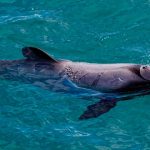 curiosidades de Oceanía, delfín de Maui