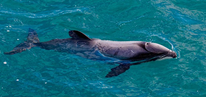 curiosidades de Oceanía, delfín de Maui