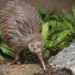 curiosidades de Oceanía. kiwi nueva zelanda