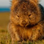 curiosidades de Oceanía, wombat