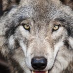 Curiosidades de Turquía, lobo gris