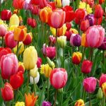 Curiosidades de Turquía, tulipanes