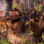 20 Curiosidades sobre Angola que quizás desconocías hasta ahora