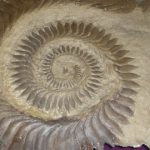 helicoprion 3