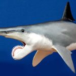 helicoprion 5