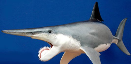Existió un tiburón con una sierra circular en la boca: El Helicoprion helicoprion