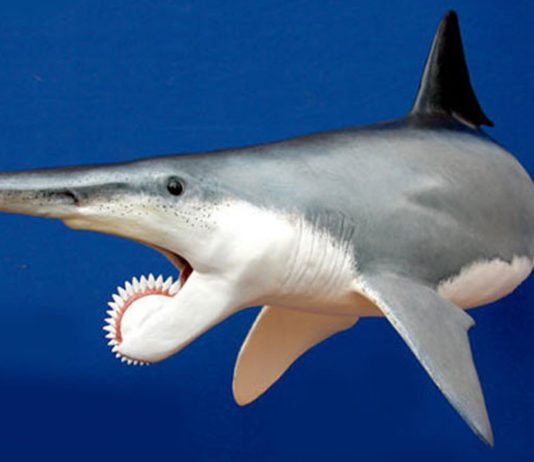Existió un tiburón con una sierra circular en la boca: El Helicoprion helicoprion