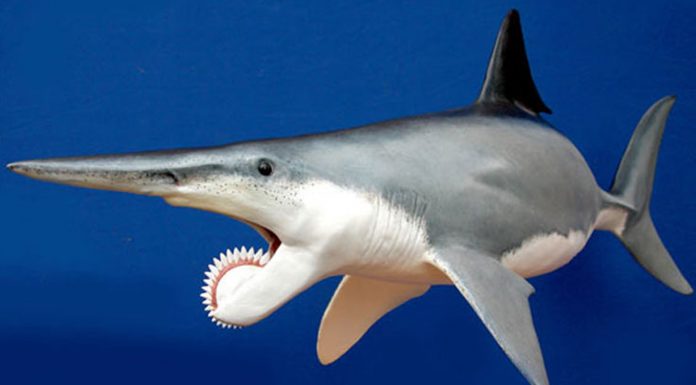 helicoprion