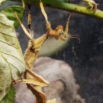 Insecto hoja seca