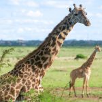 10 curiosidades de Kenia: la tierra de los masái