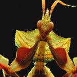 Mantis diabólica