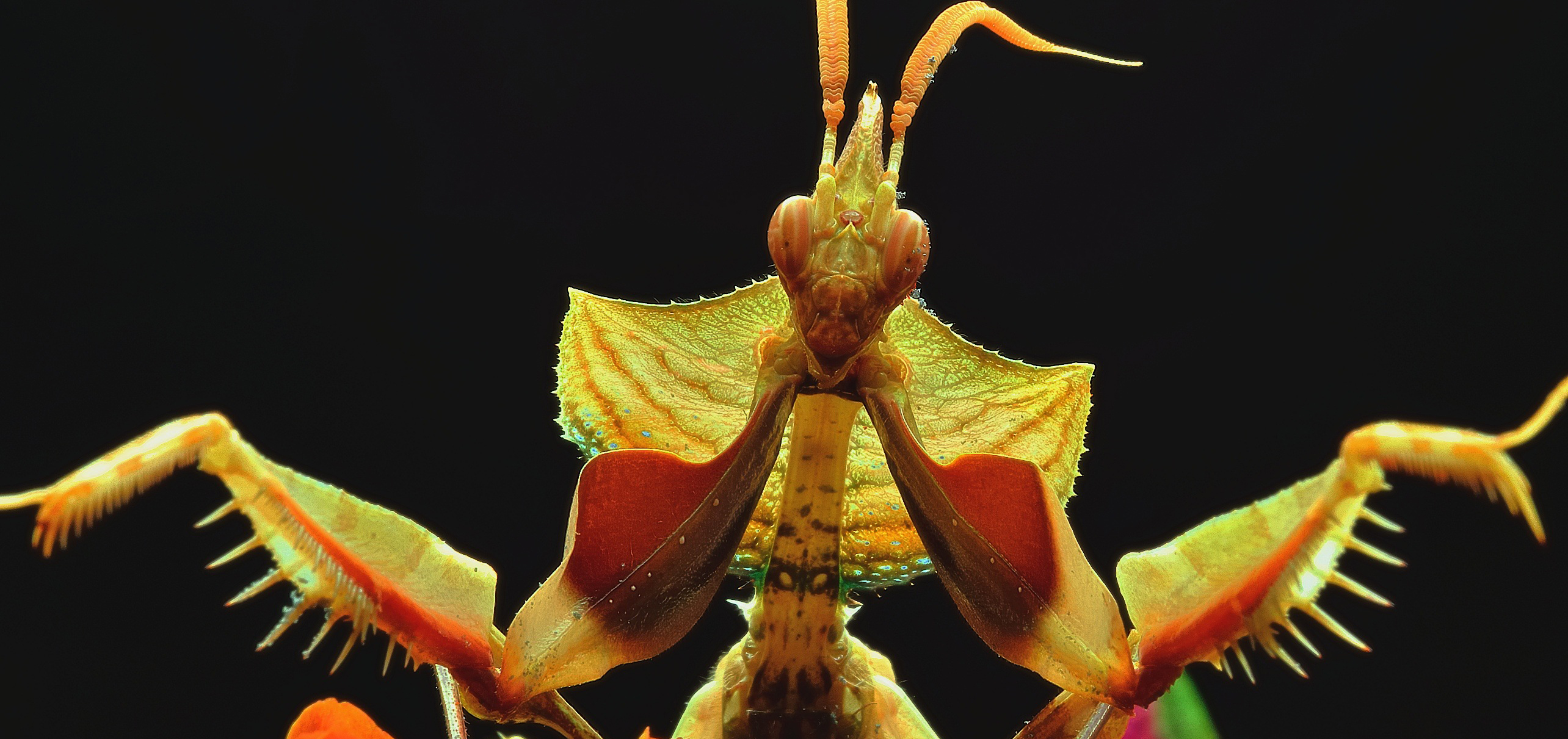 10 insectos raros que parecen extraterrestres