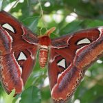 Mariposa Atlas