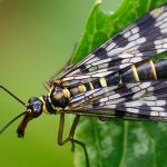 Mosca Escorpión