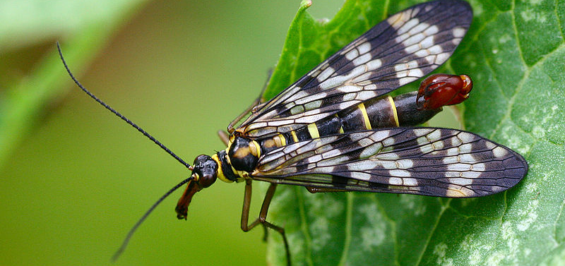 10 insectos raros que parecen extraterrestres