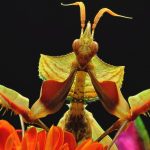 Mantis diabólica