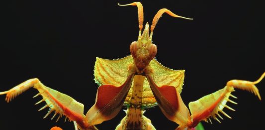 10 insectos raros que parecen extraterrestres