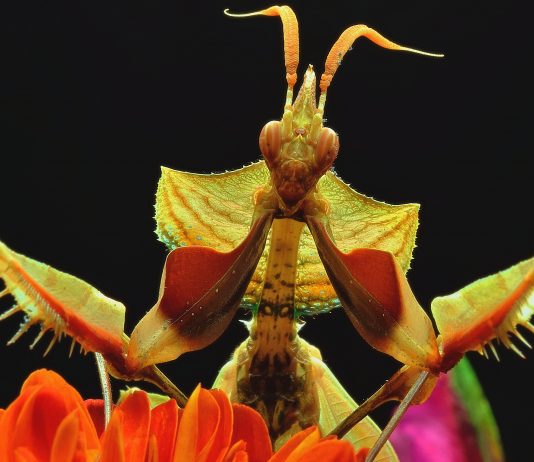 10 insectos raros que parecen extraterrestres 10 insectos raros que parecen extraterrestres