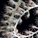 profundidades del golfo de méxico 3