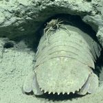 profundidades del golfo de méxico 5