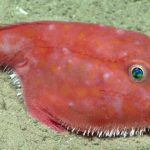 profundidades del golfo de méxico 7