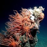 profundidades del golfo de méxico 8