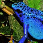 Dendrobates tinctorius, la peligrosa rana azul