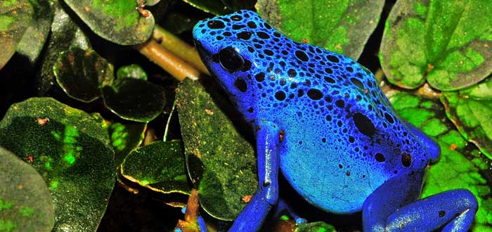 Dendrobates tinctorius, la peligrosa rana azul