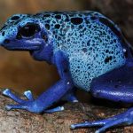 Dendrobates tinctorius, la peligrosa rana azul