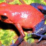 Dendrobates tinctorius, la peligrosa rana azul
