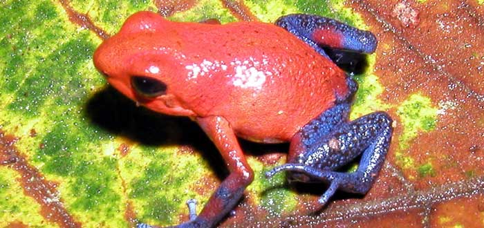 Dendrobates tinctorius, la peligrosa rana azul