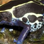 Dendrobates tinctorius, la peligrosa rana azul