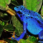 Dendrobates tinctorius, la peligrosa rana azul