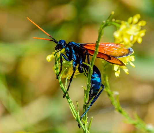 La avispa Pepsini o caza tarántulas | ¡Conoce todo sobre este insecto! avispa pepsini