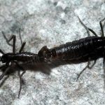 25 Curiosidades de la Antártida | El continente helado