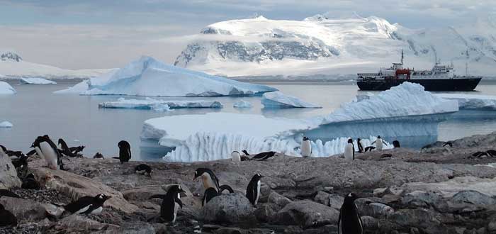25 Curiosidades de la Antártida | El continente helado, animales que viven en la Antártida