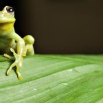 Datos curiosos de Brasil, biodiversidad