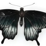 datos curiosos de Venezuela, mariposa negra