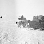 Por qué ya no hay Huskys en la Antártida. Descubre el motivo