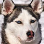 Por qué ya no hay Huskys en la Antártida. Descubre el motivo