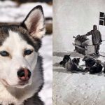 Por qué ya no hay Huskys en la Antártida. Descubre el motivo