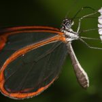 mariposa