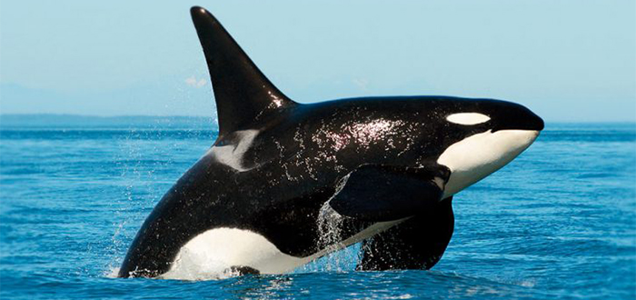 Os animais mais bonitos do mundo, baleia assassina