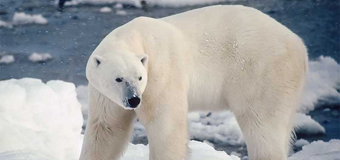 Os animais mais bonitos do mundo, urso polar