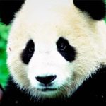 Animales más bonitos del mundo