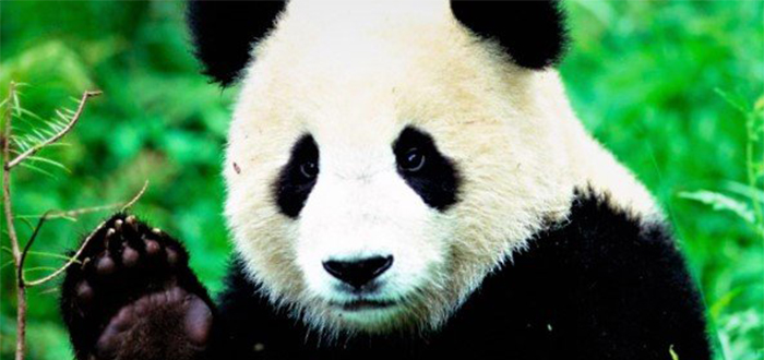 Animales más bonitos del mundo, oso panda